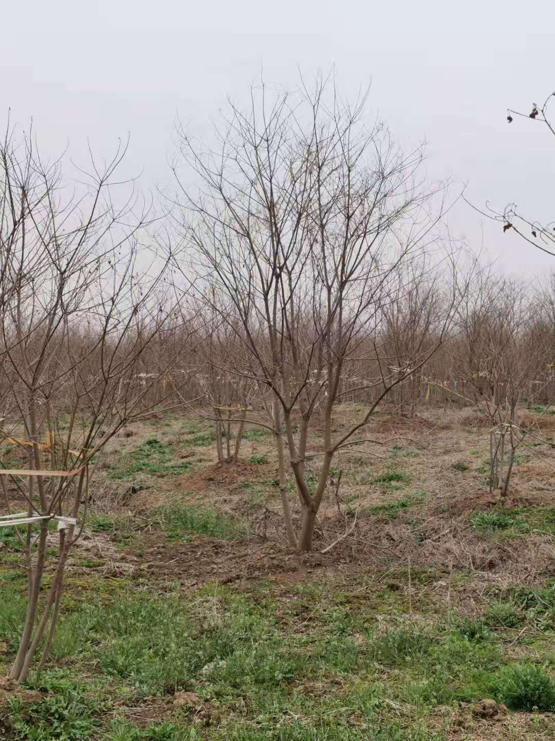 3米叢生烏桕多少錢一棵 叢生烏桕價格 3米叢生烏桕多少錢一棵 叢生烏桕價格圖片