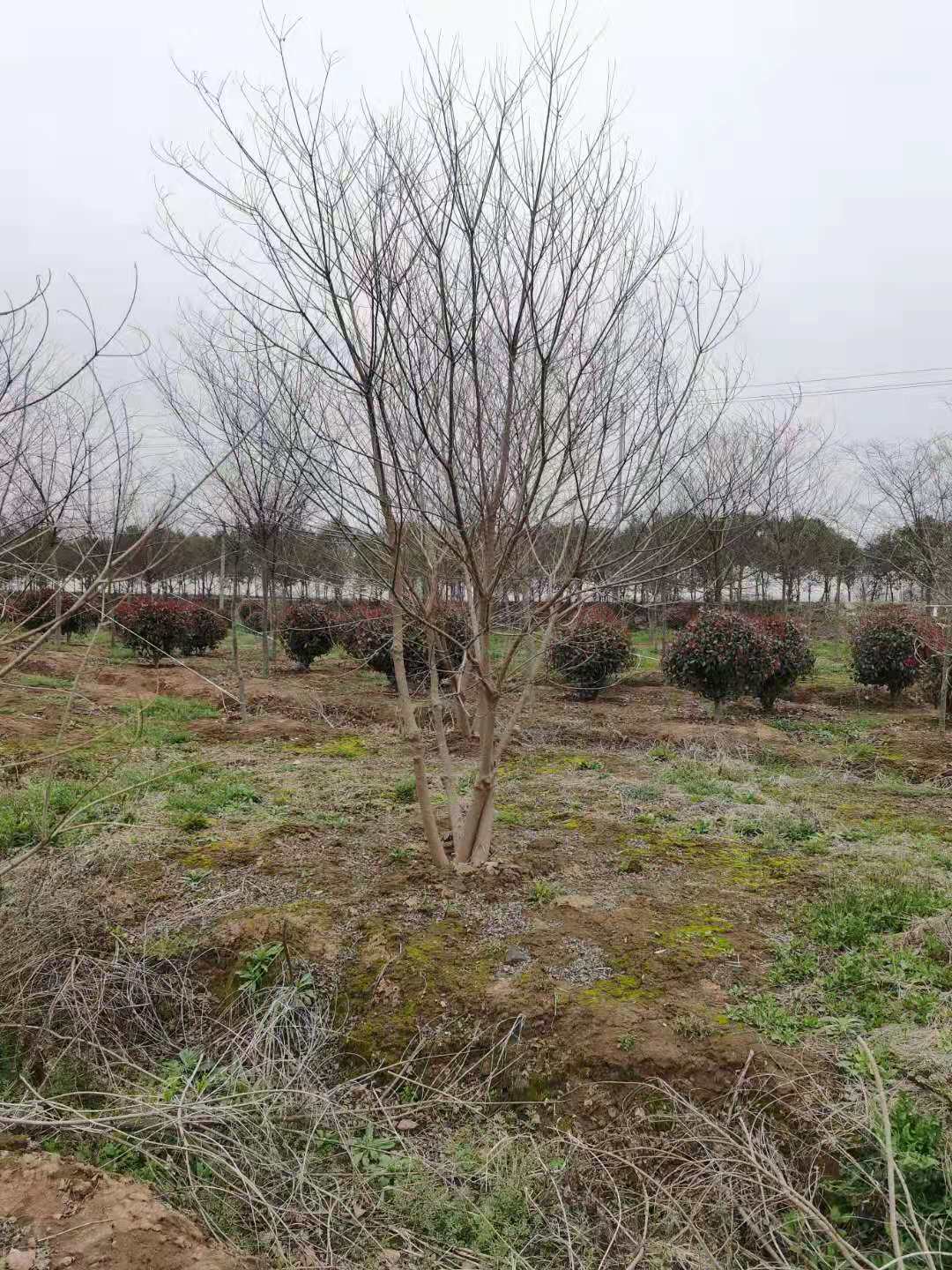 3米叢生烏桕多少錢一棵 叢生烏桕價格 3米叢生烏桕多少錢一棵 叢生烏桕價格圖片