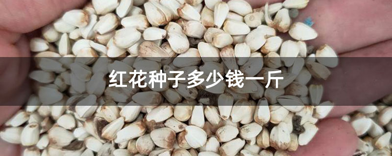 紅花種子多少錢一斤
