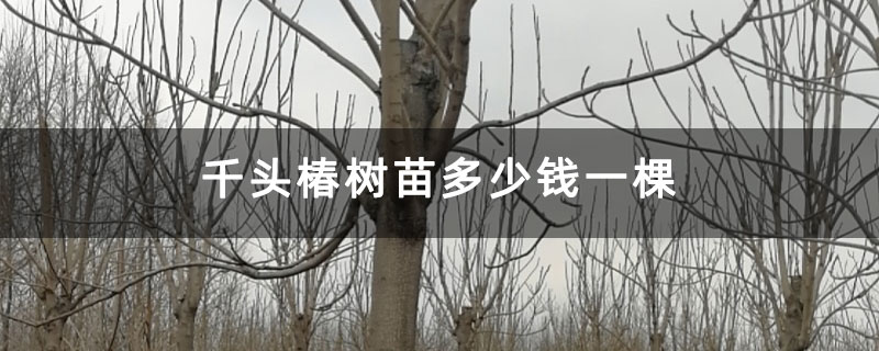 千頭椿樹苗多少錢一棵