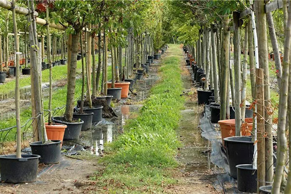 8月份苗木養(yǎng)護要點,請收藏!.jpg
