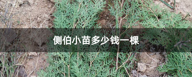 側伯小苗多少錢一棵