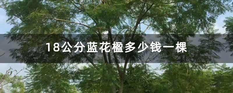 18公分藍花楹多少錢一棵
