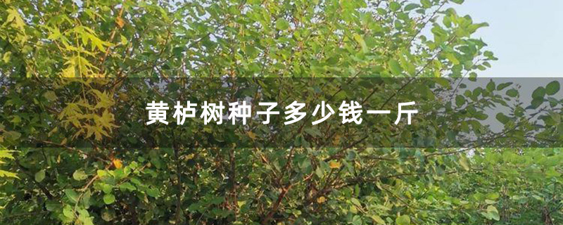 黃櫨樹(shù)苗
