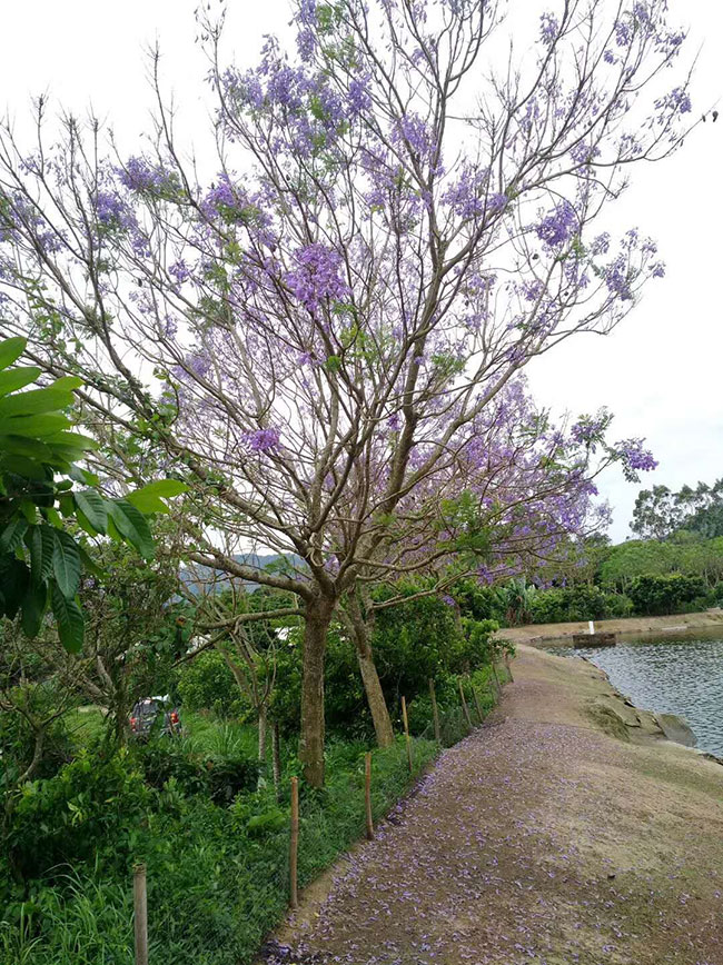 藍(lán)花楹多少錢一棵