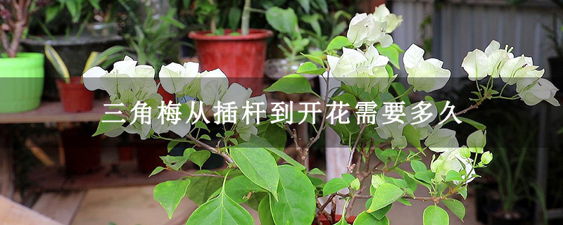 三角梅從插桿到開(kāi)花需要多久 三角梅從插桿到開(kāi)花需要多久