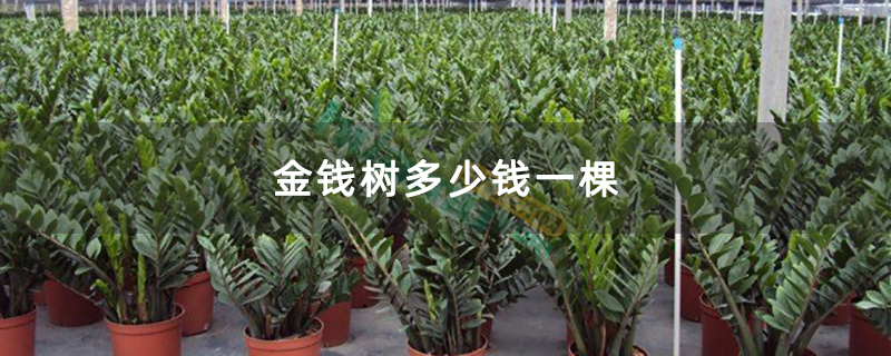 金錢樹多少錢一棵 金錢樹多少錢一棵