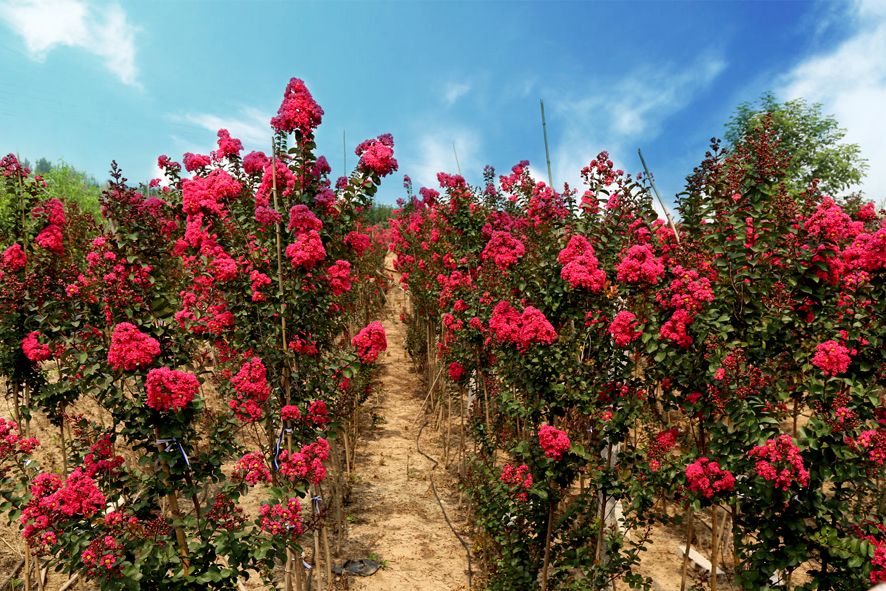 1674484040694179.jpg 國(guó)旗紅紫薇5.jpg
