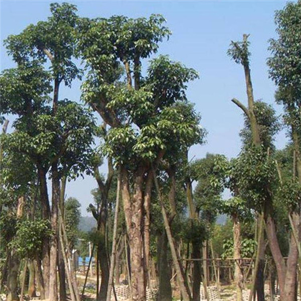 重陽(yáng)木基地實(shí)拍圖