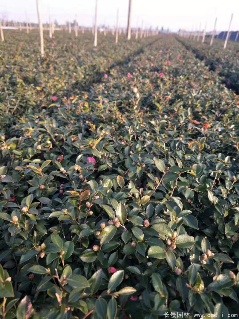 茶梅苗 茶梅苗