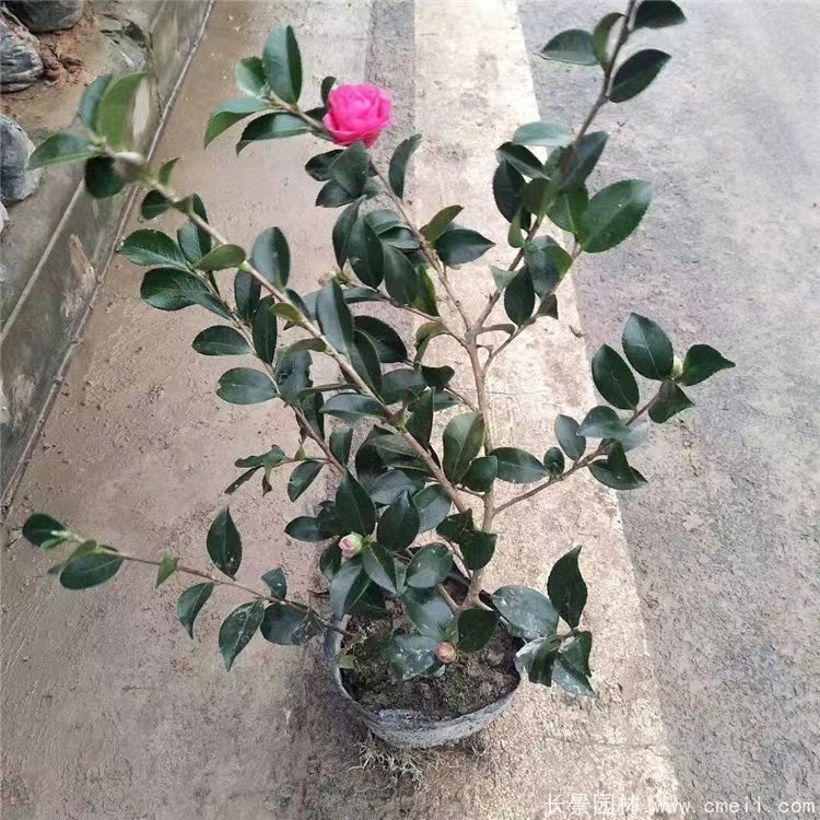 茶梅苗 茶梅苗