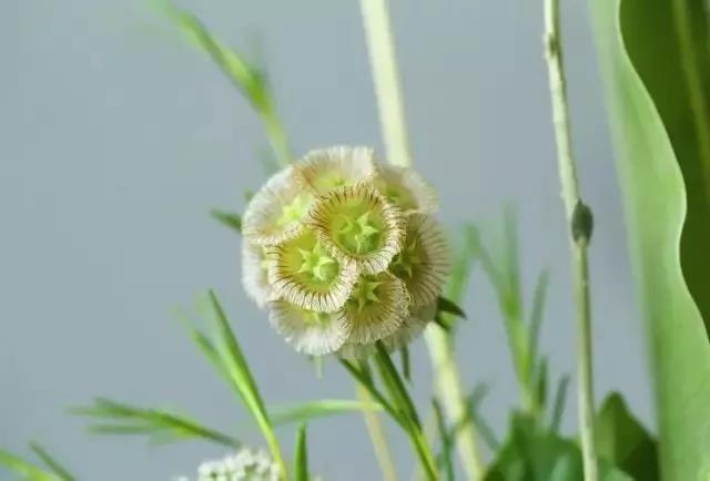輪峰菊的形態(tài)特征、生長(zhǎng)習(xí)性及種植方法