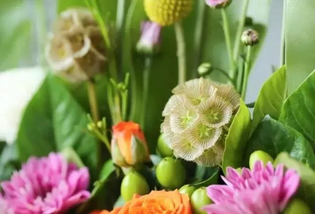 輪峰菊的形態(tài)特征、生長(zhǎng)習(xí)性及種植方法
