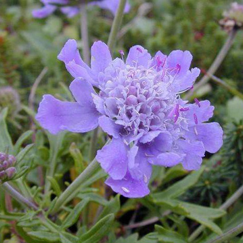 輪峰菊的形態(tài)特征、生長(zhǎng)習(xí)性及種植方法