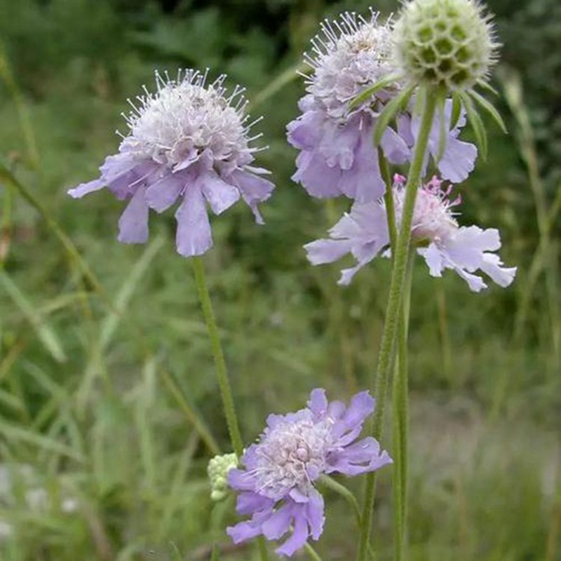輪峰菊的形態(tài)特征、生長(zhǎng)習(xí)性及種植方法