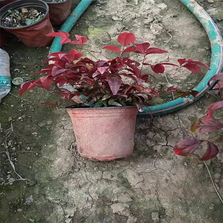 火焰南天竹
