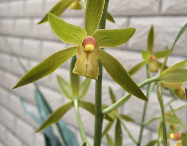 墨蘭種植方法