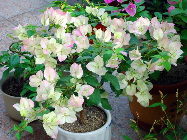 櫻花三角梅.jpg