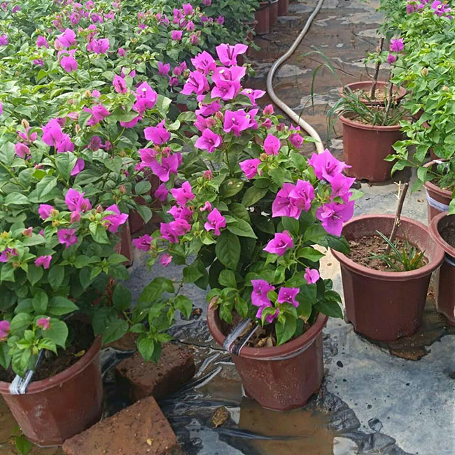 紫花三角梅