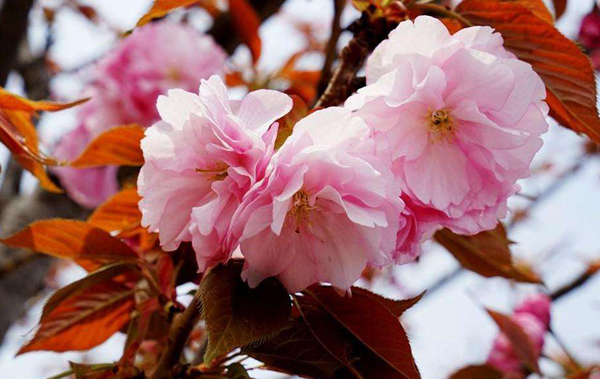 櫻花