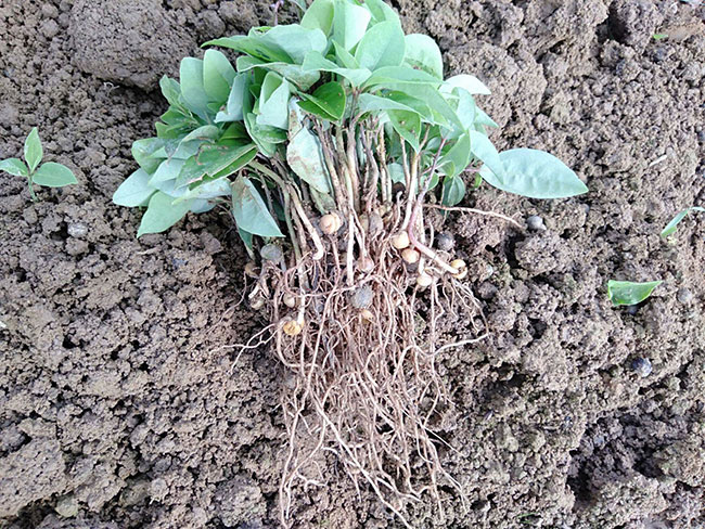 香樟樹冬天移植可以嗎?香樟樹苗的移植方法 香樟樹冬天移植可以嗎?香樟樹苗的移植方法