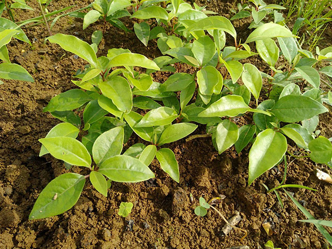 香樟樹冬天移植可以嗎?香樟樹苗的移植方法 香樟樹冬天移植可以嗎?香樟樹苗的移植方法