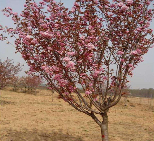 櫻花