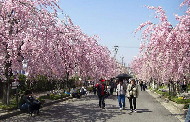 垂枝櫻花2.jpg