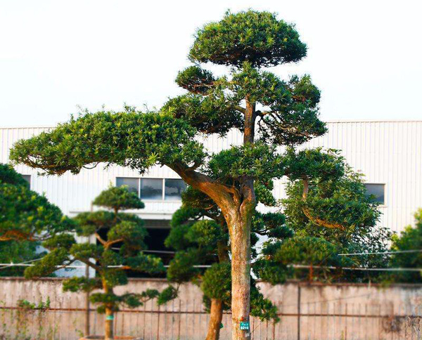 羅漢松