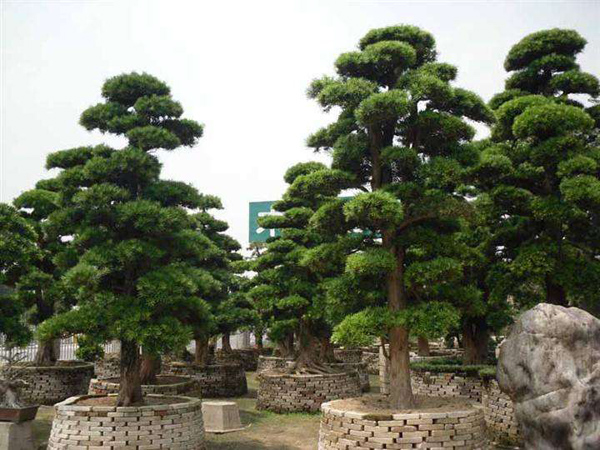 羅漢松