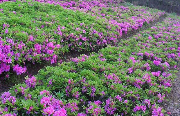 杜鵑花7.jpg