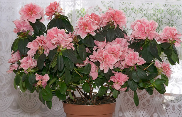 杜鵑花10.jpg
