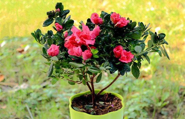 杜鵑花6.jpg