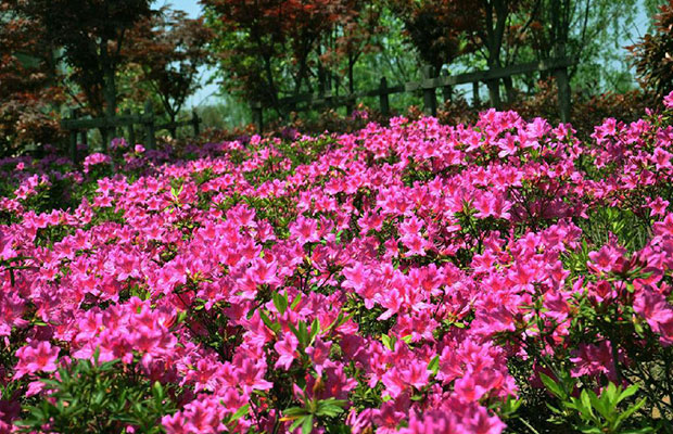 杜鵑花5.jpg