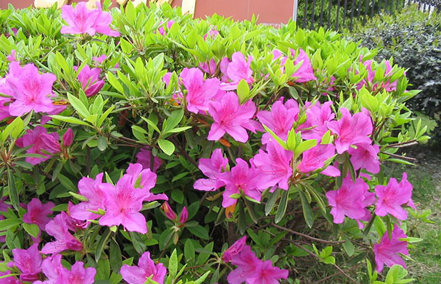杜鵑花4.jpg