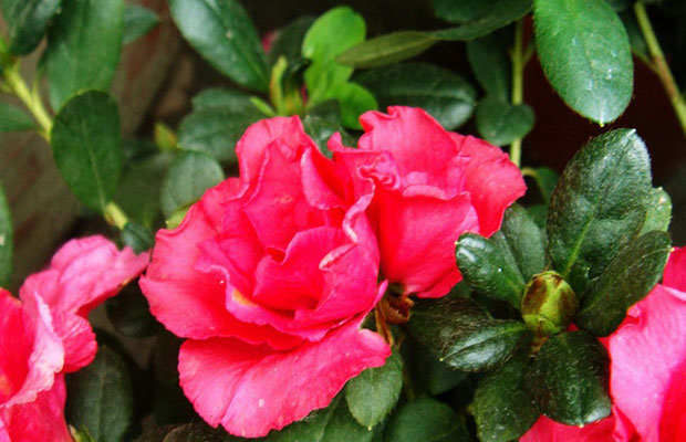 杜鵑花9.jpg