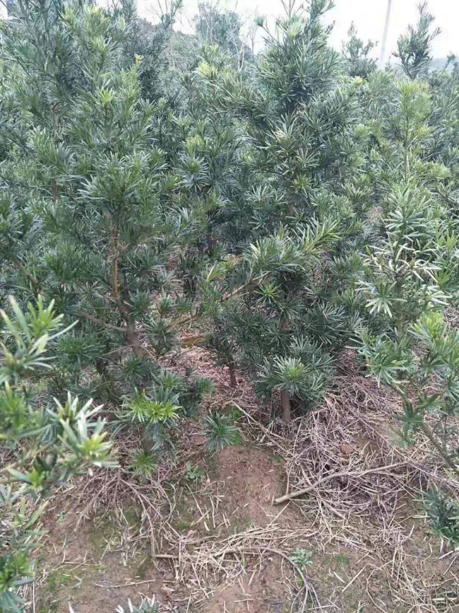 羅漢松的價(jià)格多少錢(qián)一棵?羅漢松如何種植? 羅漢松的價(jià)格多少錢(qián)一棵?羅漢松如何種植?