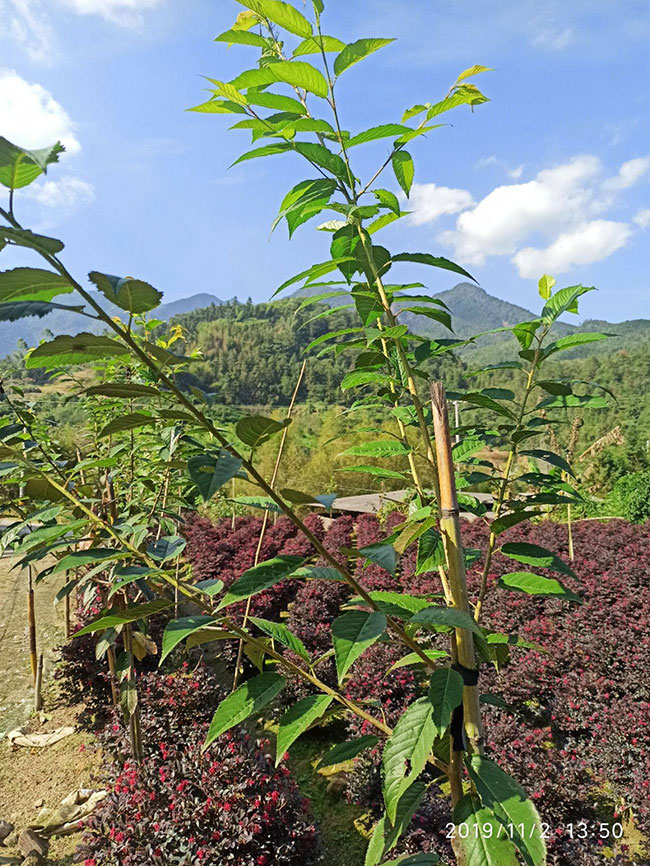 櫻花多少錢一棵?2020年櫻花樹價(jià)格行情