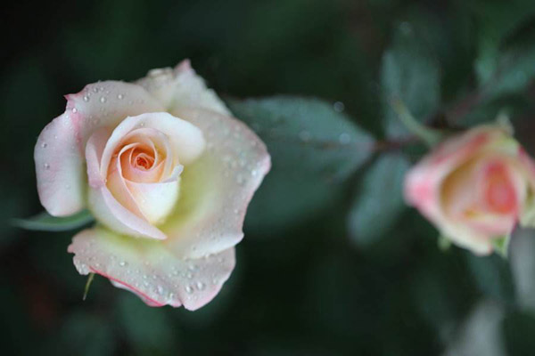 月季花 月季花