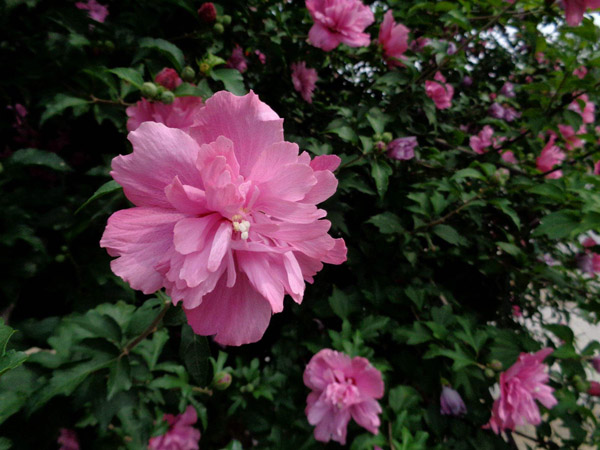 木槿花 木槿花