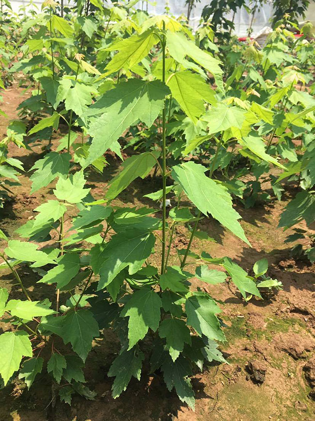 紅楓樹多少錢一棵?2020年紅楓樹價格最新價格