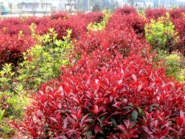 紅葉石楠
