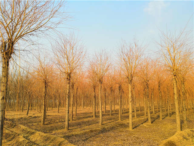 金絲垂柳照片種植基地實拍