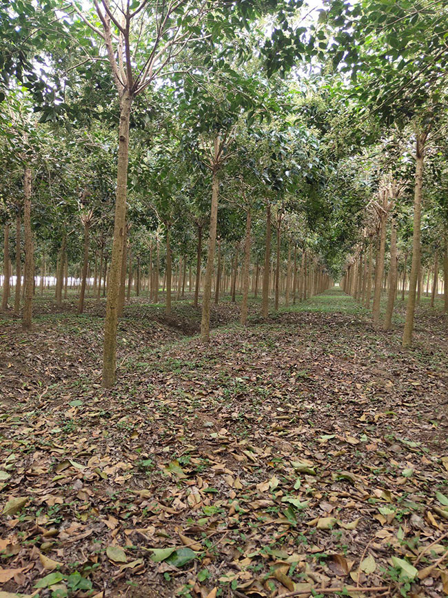 大葉女貞價(jià)格
