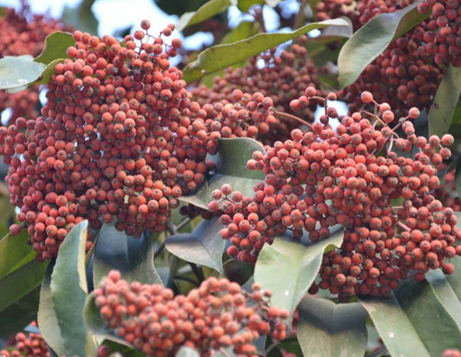 紅葉石楠種子圖片.jpg