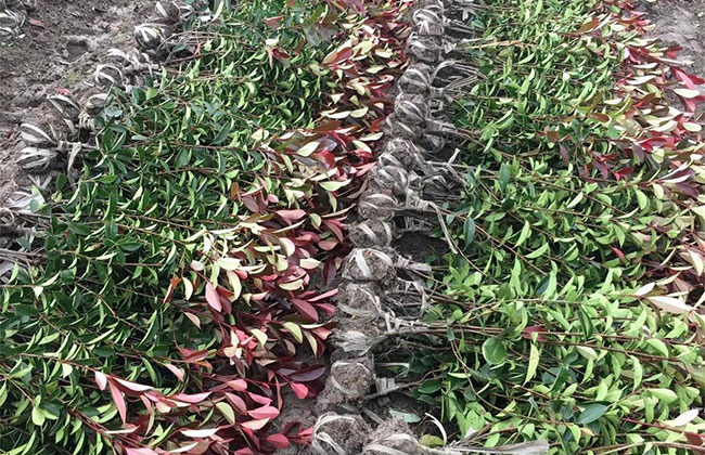 紅葉石楠小苗