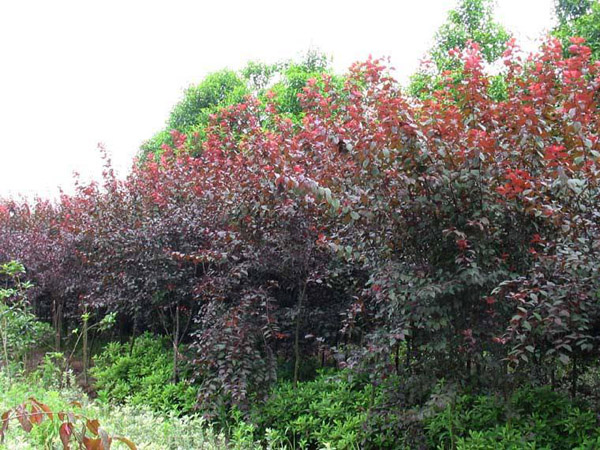 紅葉李苗木基地 紅葉李苗木基地
