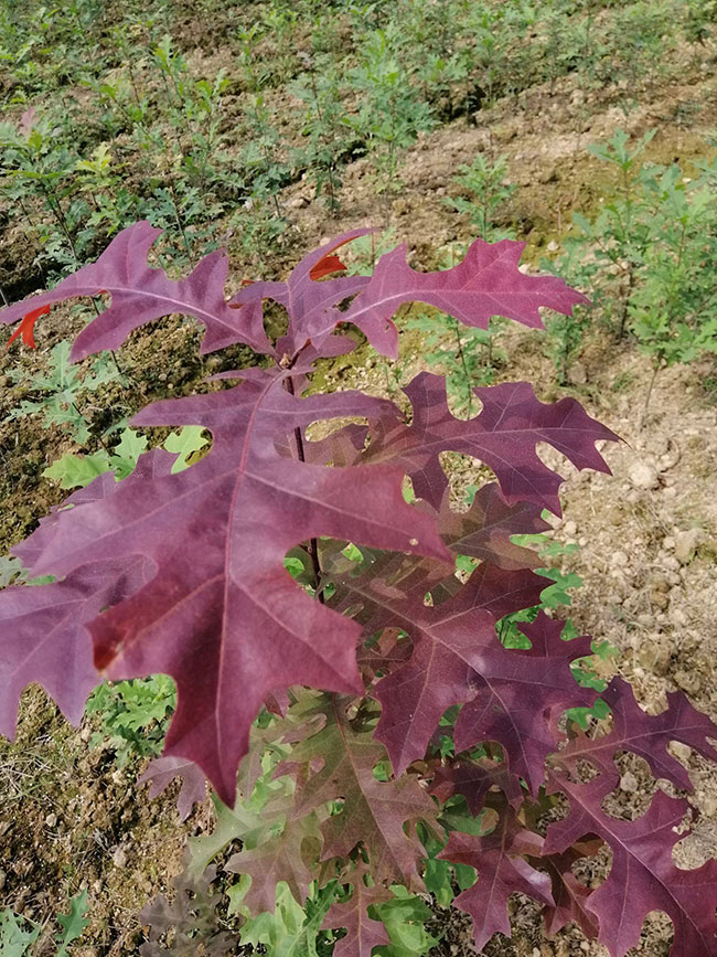 娜塔櫟種植后幾天發(fā)芽?娜塔櫟移栽技術(shù) 娜塔櫟種植后幾天發(fā)芽?娜塔櫟移栽技術(shù)