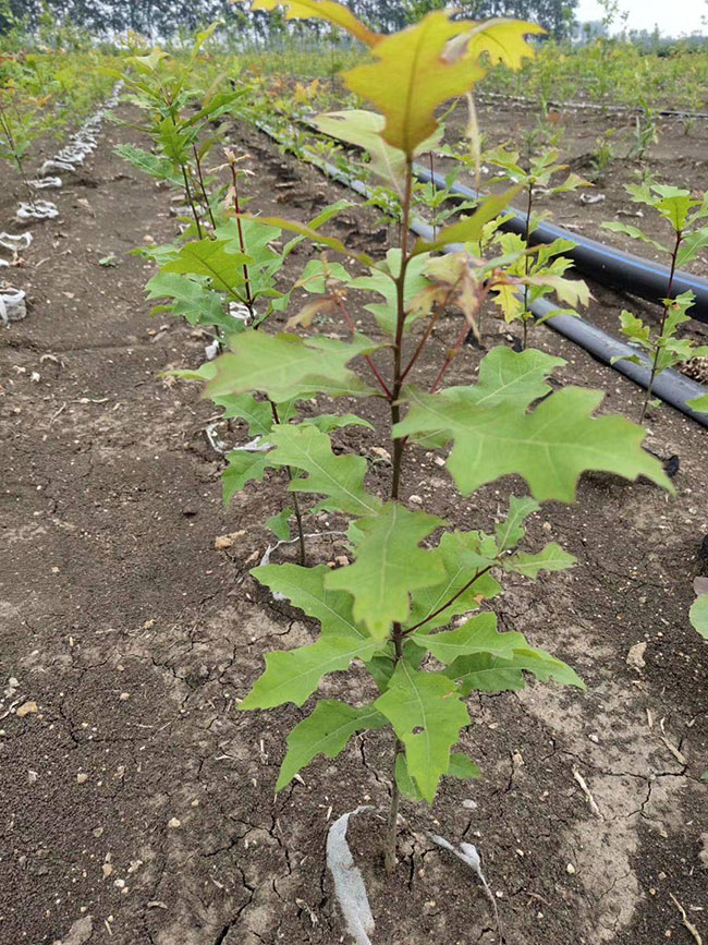 娜塔櫟種植后幾天發(fā)芽?娜塔櫟移栽技術(shù) 娜塔櫟種植后幾天發(fā)芽?娜塔櫟移栽技術(shù)