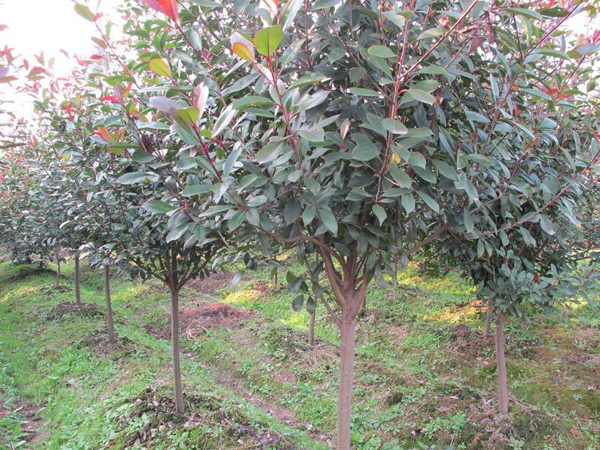 8公分紅葉石楠
